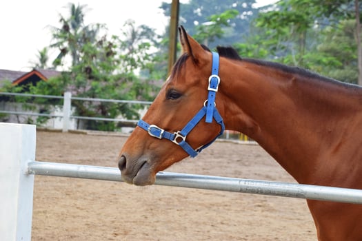 The head of an Indonesian horse with a brownish color in the horse stable photo
