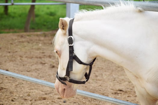 The head of a white pony is standing in the horse stable photo