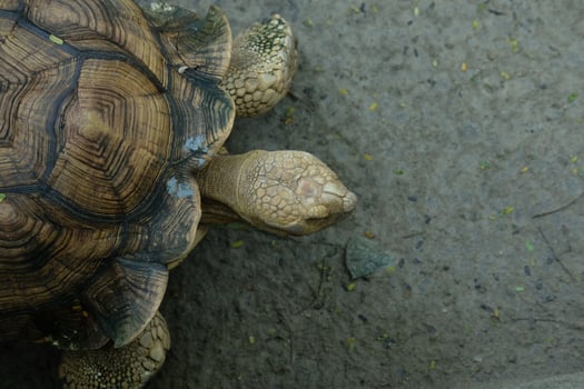 A turtle is walking on the ground photo