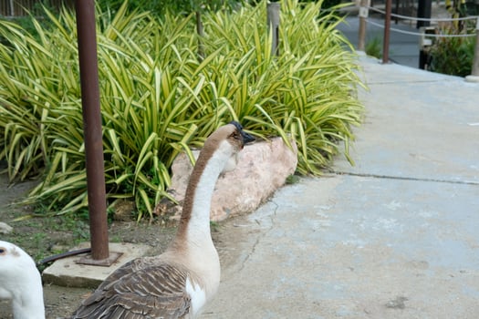 A couple of geese standing on a sidewalk photo
