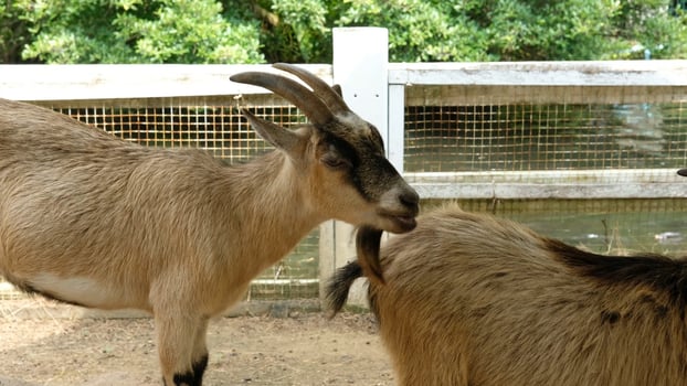A goat with a long horn photo