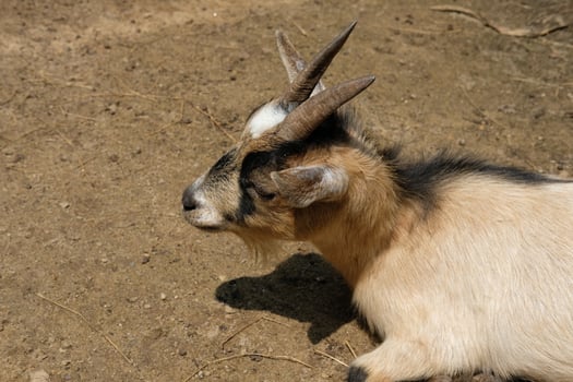 A goat laying down on the ground photo