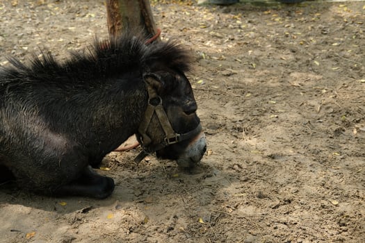 A small horse laying in the dirt photo