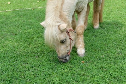A horse eating grass in a field photo