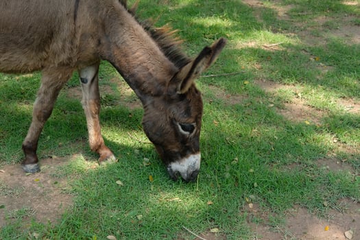 A donkey eating grass in a field photo