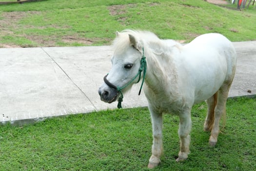 A white horse standing on a grassy area photo