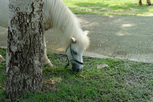 A white horse eating grass photo