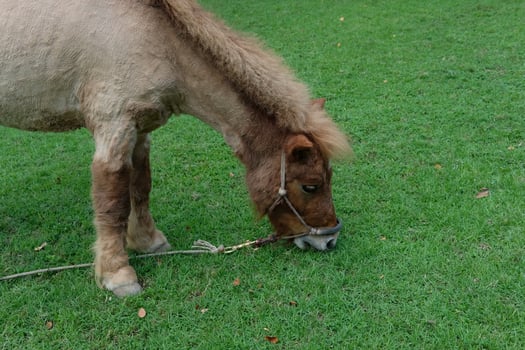 A horse eating grass photo
