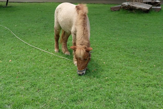 A horse eating grass photo