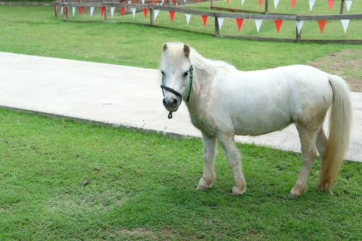 A white horse standing in a field with a fence photo