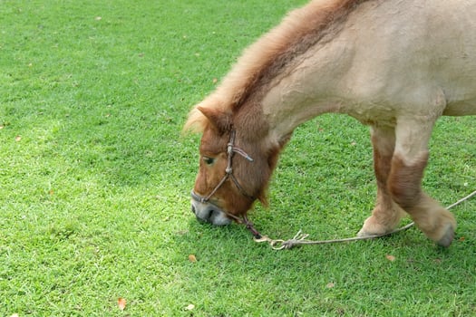 A horse eating grass in a field photo