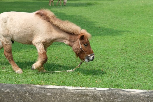 A horse eating grass in a field photo