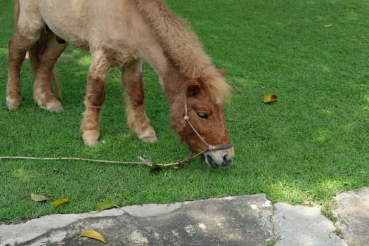 A small brown horse eating grass photo