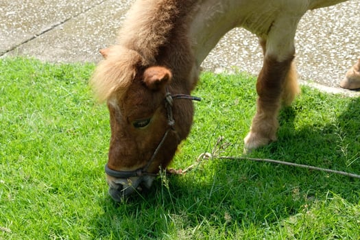 A small brown horse eating grass on a grassy field photo
