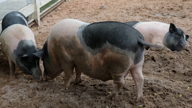 Three pigs are standing in the dirt photo