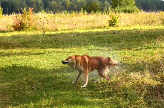 A red dog stands sideways and shakes off water photo