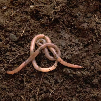 A worm is laying on the ground in the dirt photo