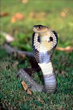 Majestic King Cobra in Natural Habitat photo