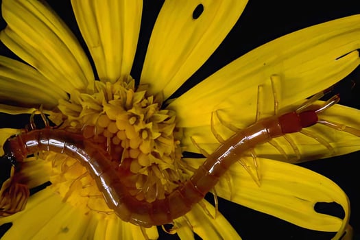 A red centipede on a yellow flower photo