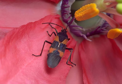 Pink Flower with Insect and Honeybee Pollinating in a Garden photo