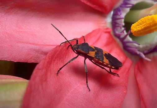 Colorful Beetle on a Red Flower Petal photo