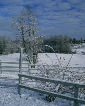 Snowy Branches Against a Cloudy Sky in a Natural Landscape photo