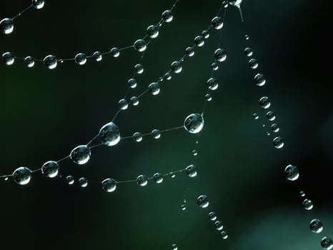 Glistening Dew Drops on a Leaf. Nature's Miniature Organisms in Fluid Form photo