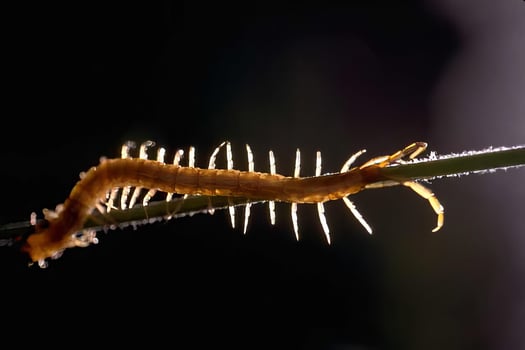 Plant and Fish Intertwined in Macro Photography at Night photo