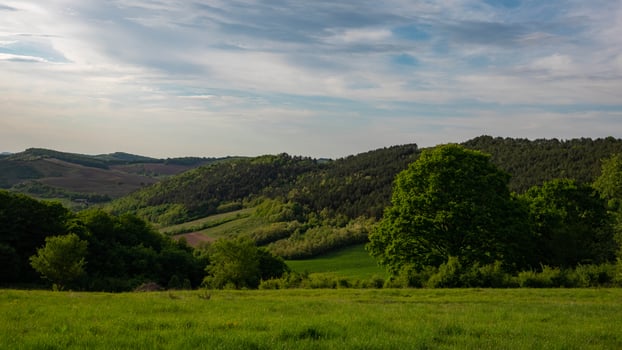 Green grass field with trees and bushes under blue sky photo
