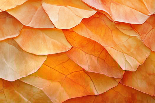 Close-up of textured pumpkin skin showcasing earthy orange tones with soft lighting for fall harvest inspiration photo