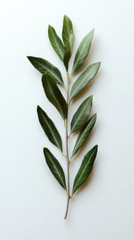 Green leaf branch arranged on a light surface showcasing natural botanical beauty photo