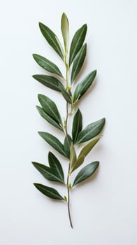 Green leaf branch arranged on a light surface showcasing natural botanical beauty photo