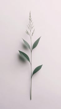 Single green plant stem with leaves placed against a plain white background in natural light photo