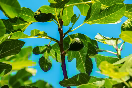Green unripe figs fruits on the branch of a fig tree or sycamine with plant leaves in sunny summer day. photo