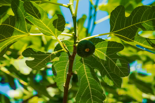 Green unripe figs fruits on the branch of a fig tree or sycamine with plant leaves in sunny summer day. photo