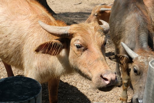 A buffalo calf stands looking in the sun. photo