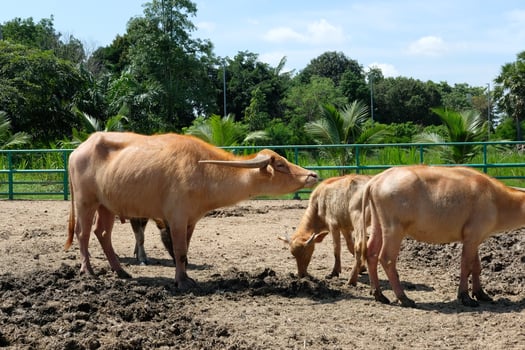 A herd of buffaloes are in the sun on the ground. photo