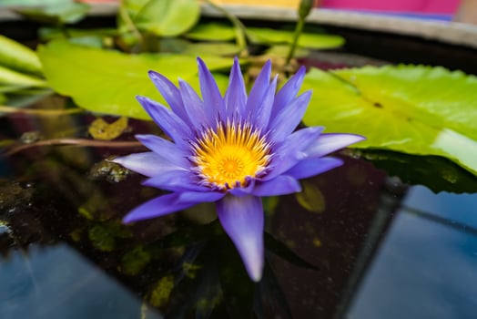 Stunning Close-Up of a Purple Lotus Flower in Full Bloom photo