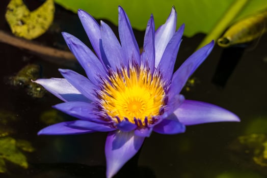 Stunning Close-Up of a Purple Lotus Flower in Full Bloom photo