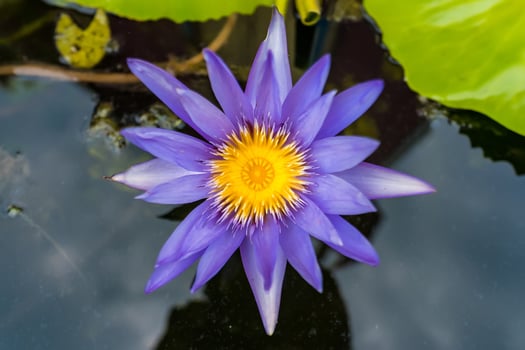 Stunning Close-Up of a Purple Lotus Flower in Full Bloom photo
