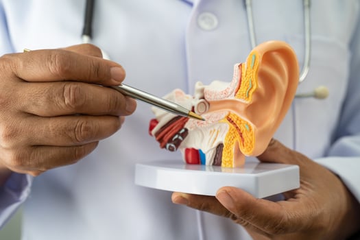 Asian doctor holding human ear model to learn and treat hearing loss in patient. photo