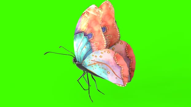 colorful butterfly with green background photo