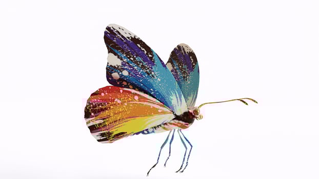 butterfly with white background photo