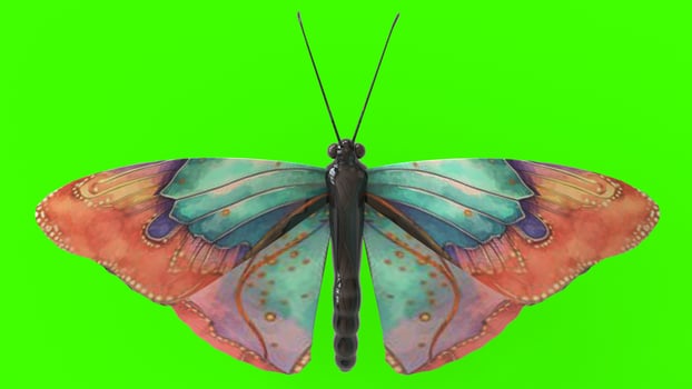 colorful butterfly with green background photo