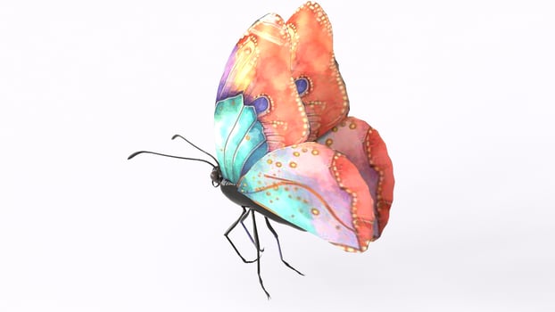 colorful butterfly with white background photo