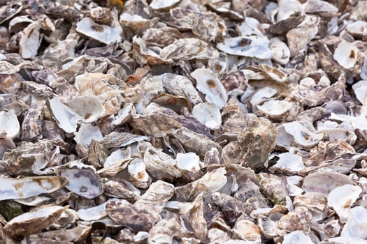 Oysters shells at fish market photo