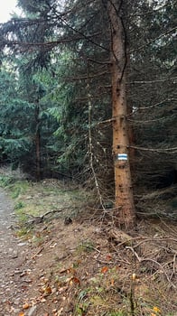 Blue tourist route marking in the forest, mountains of Poland photo