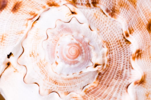 sea shell closeup photo