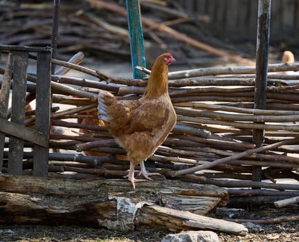 Domestic chicken walking outdoors on a summer day photo