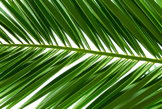 A vibrant single green frond of a coconut palm tree, gracefully arching with elongated leaflets. Isolated on a clean white background, it showcases tropical beauty and natural elegance. photo